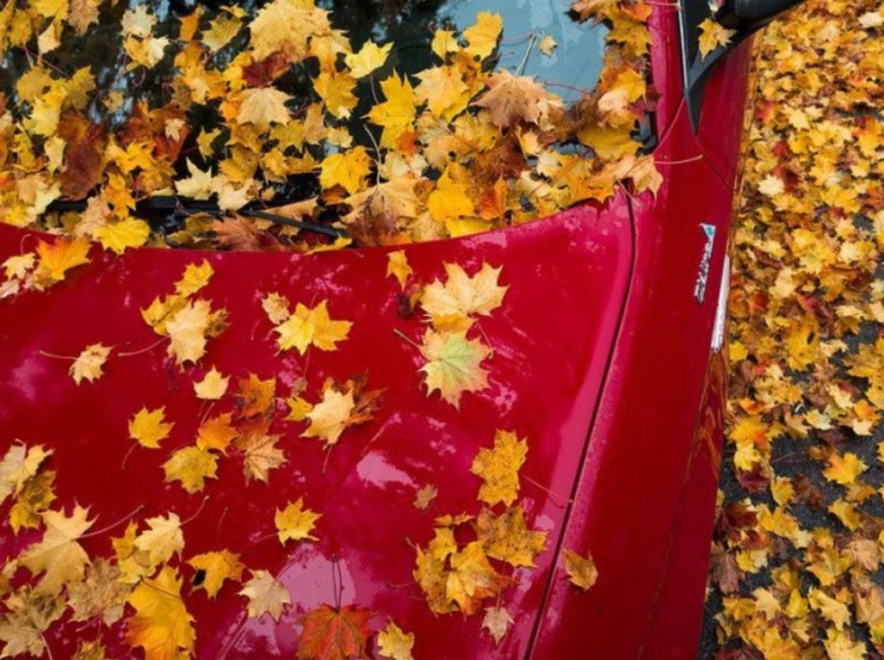 Красивите есенни листа - защо е важно да ги чистим от колата си