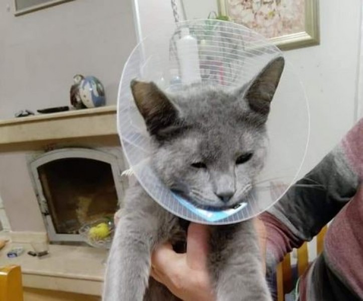 Неизвестен стреля по котенца в Белащица. Едни оцеляват, други изчезват