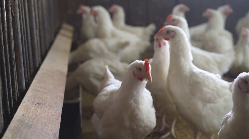 Пандемия от птичи грип би могла да бъде много по-смъртоносна от ковид