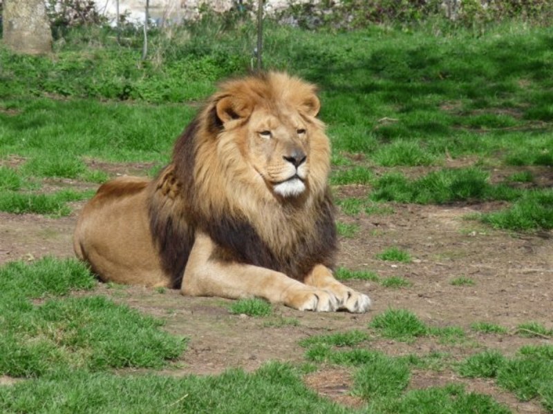 Блондинка влезе при лъв в зоопарка, за да признае любовта си ВИДЕО