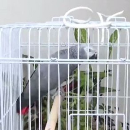 Спасителна акция