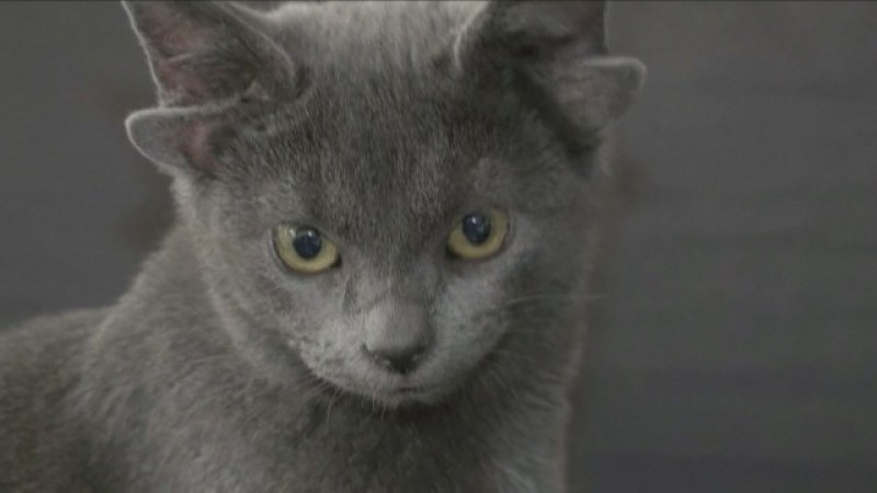 Животинска сензация от Турция: Коте с четири уши – хит в нета СНИМКИ