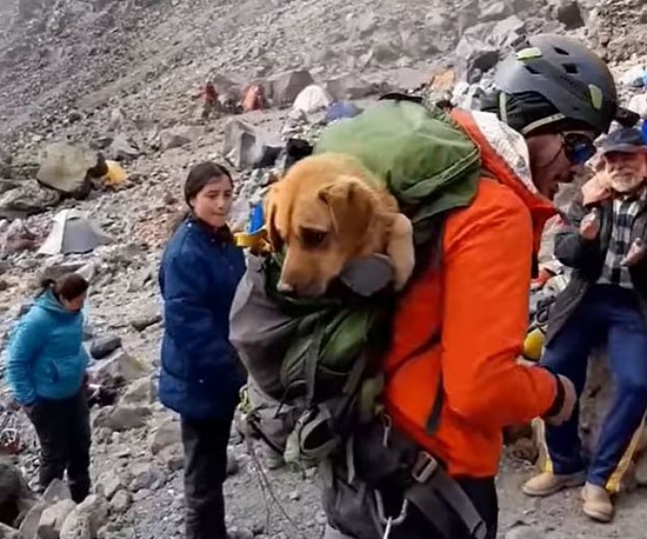 Канело - кучето, което спасиха от върха на планината ВИДЕО+СНИМКИ