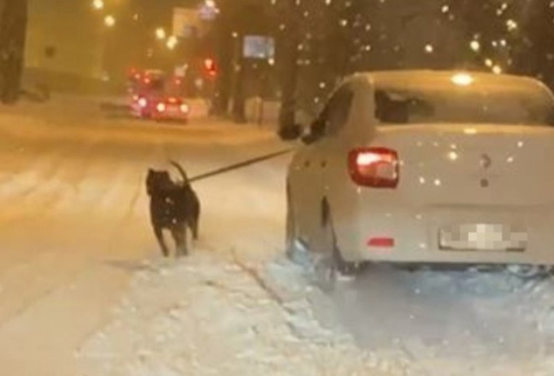 Мъж разходи кучето през прозореца на колата. Как обясни поведението си? ВИДЕО
