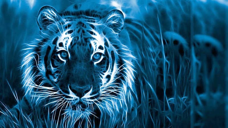 Символът на 2022 г. - Черният (син) воден тигър