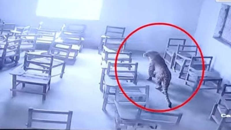 Леопард нахлу в класна стая и нападна ученик. Окървави го ВИДЕО (18+)
