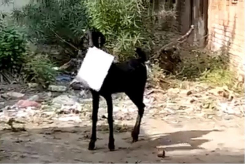 Черна коза открадна документи от правителствена институция и избяга ВИДЕО