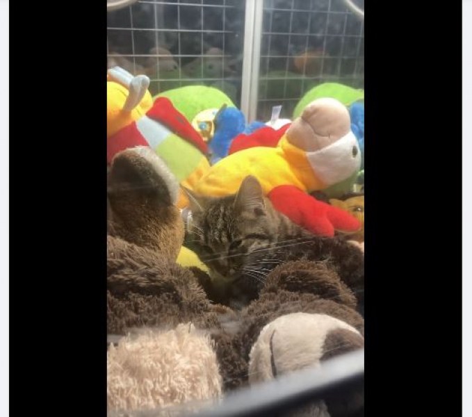 Една от плюшените играчки в машина в Асеновград мърда