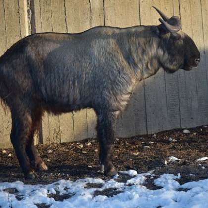 Първият в България такин вече може да се види в Софийския зоопарк