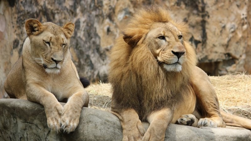 Ваксинират лъвове и тигри експериментално в Чили