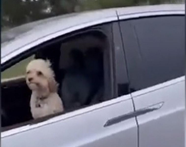 Космат шофьор: куче беше забелязано да кара Tesla ВИДЕО