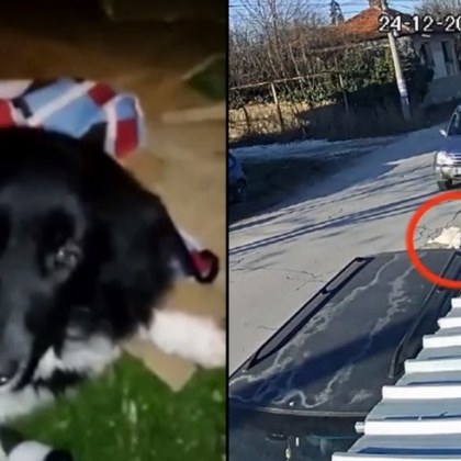 Шофьор умишлено прегази куче, лежащо до тротоара ВИДЕО