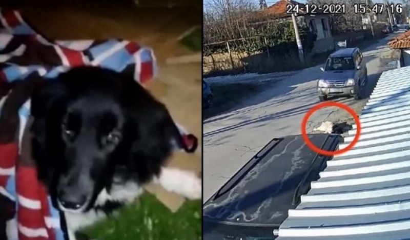 Жители на Мало Конаре заплашват с протест заради прегазеното куче Роска ВИДЕО