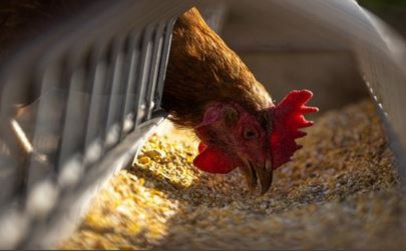 Евтаназират 39 000 кокошки в Хасковско заради птичи грип