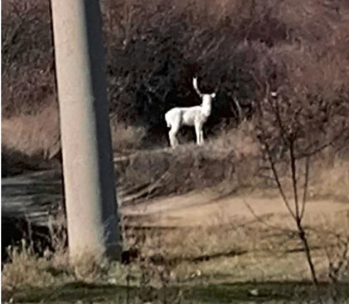 Заснеха бял елен до пловдивско село, какво вещае?
