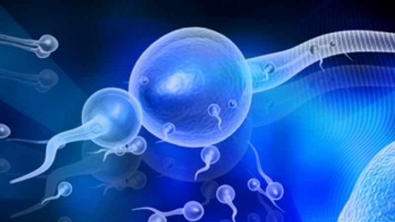 Сперматозоиди под лупа: Как ковид влияе на репродуктивността?