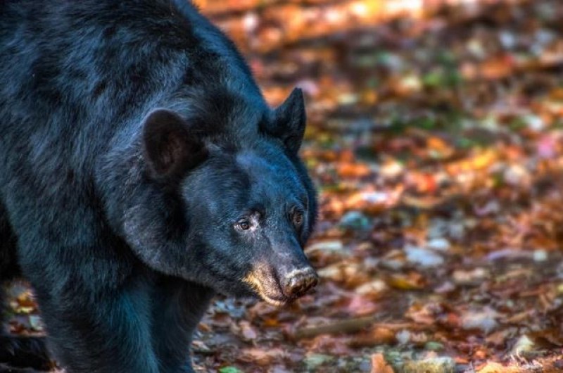 81-годишна жена се сби с мечка и оцеля