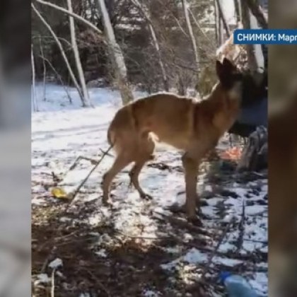 Нов случай на жестокост към животни Наши зрители сигнализираха за