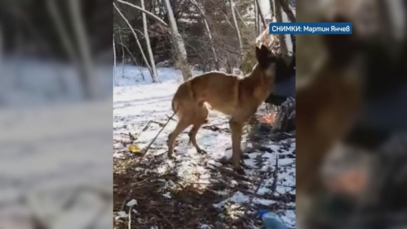 Откриха оковано куче на Околовръстното шосе в София