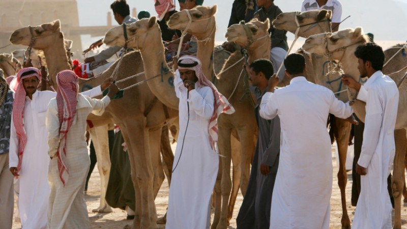 Защо Саудитска Арабия внася пясък и камили и то от 11 хиляди километра?
