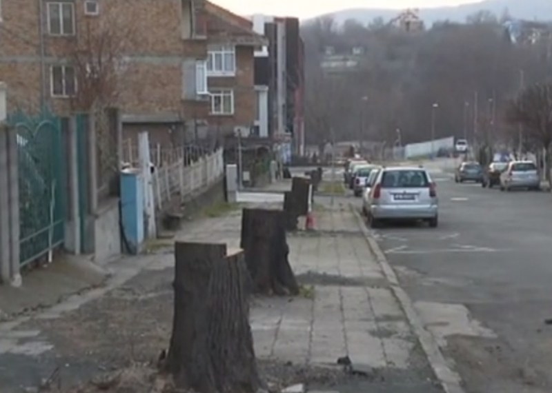 20 липи отсечени грозно по улиците на Царево. А кметът си мълчи ВИДЕО