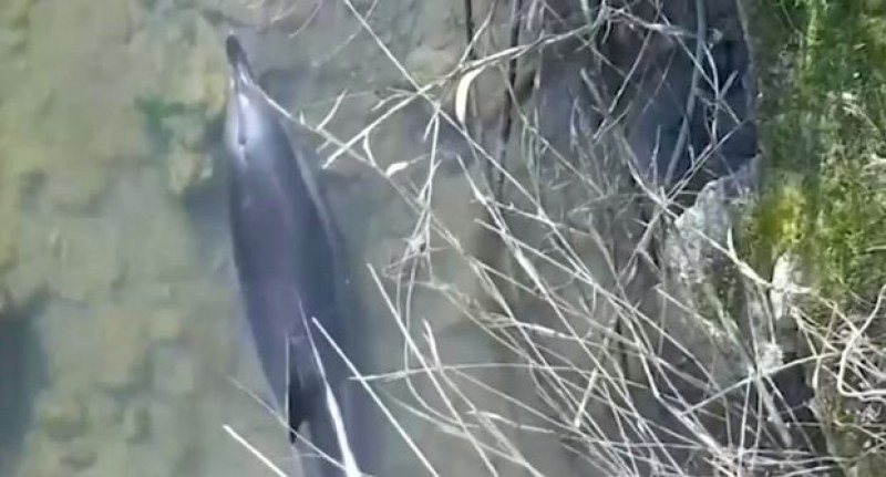 Спасиха бедстващ делфин, заседнал в плитчините край Бургас