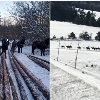 Задържаха 10 мъже за кражбата на 13 кубика дърва СНИМКИ