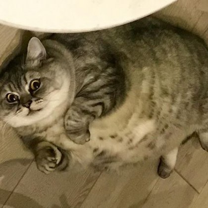 Пухкавата котка на име Лижня стана известна в социалната мрежа