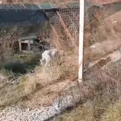 Четири пет кучета завързани на синджири без храна и