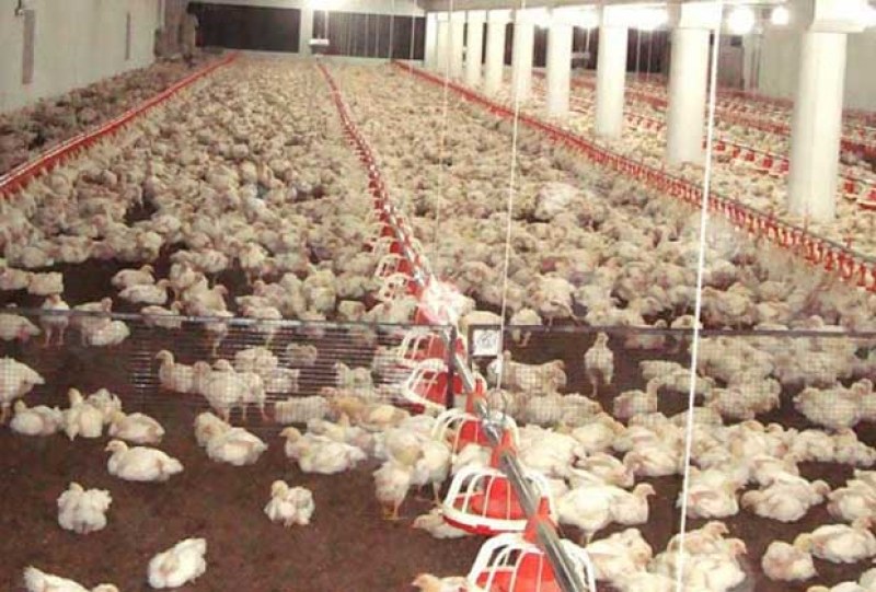 Избиват 4 хил. кокошки носачки от ферма в Хасковско. С птичи грип са!