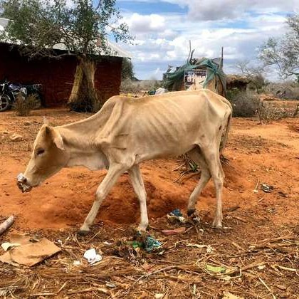 Суша в Кения: Хора колабират от глад, мършави животни, смърт СНИМКИ (16+)
