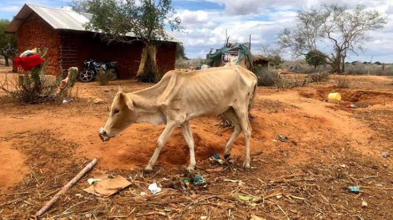 Суша в Кения: Хора колабират от глад, мършави животни, смърт СНИМКИ (16+)