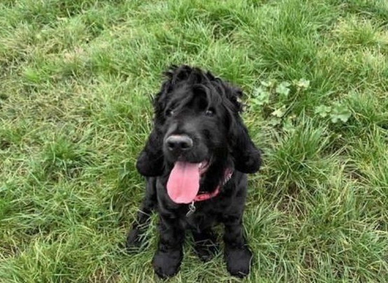 Запознайте се с Хати - най-самотното куче в Англия СНИМКИ