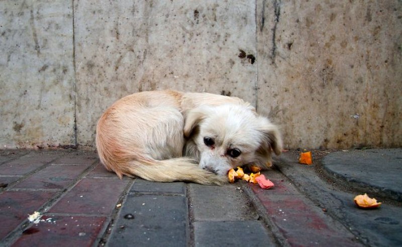 Масово упояване на бездомни кучета в Благоевград. Щели да ги ваксинират!?