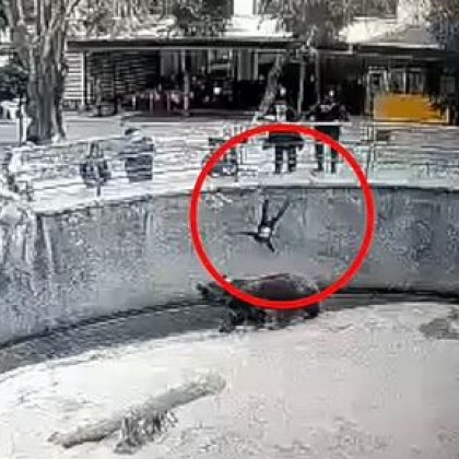 Майка хвърли детето си в клетката на мечка ВИДЕО