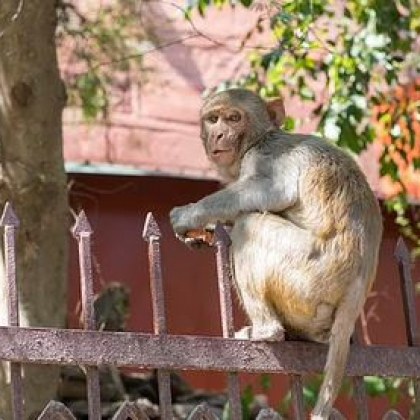 Петгодишно дете е загинало след нападение на маймуни в Индия Нармада
