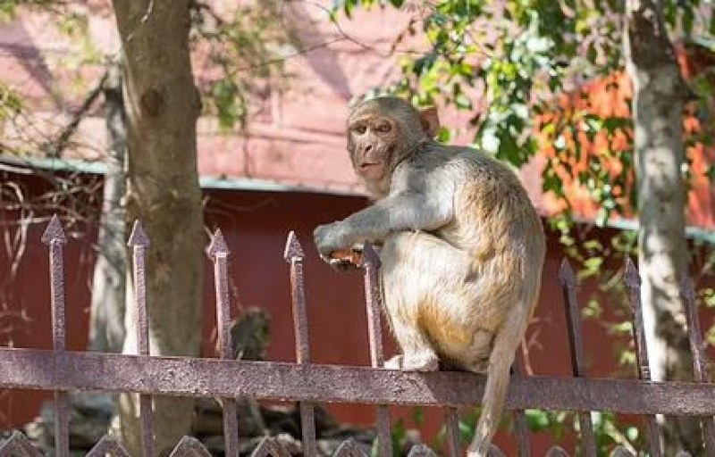 Петгодишно дете е загинало след нападение на маймуни в Индия.Нармада
