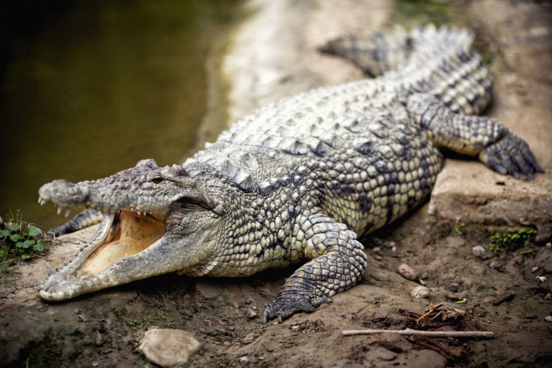 6 г. крокодил живее с гума на гушата си. Подмамиха го с пиле и я махнаха СНИМКА