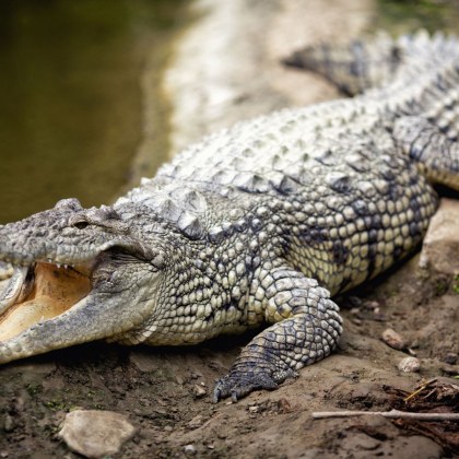 Четириметров крокодил беше освободен от гума на мотоциклет която била