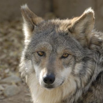 Мъжкият вълк в зоопарка разположен в лесопарка Кенана край Хасково