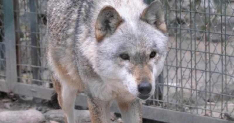 Хванаха избягалия вълк от зоопарка в Хасково