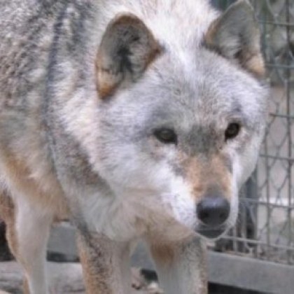 Заловиха избягалия от зоопарка в Хасково вълк съобщиха от община