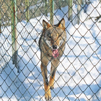 Вълкът който заловиха след като избяга от хасковския зоопарк се