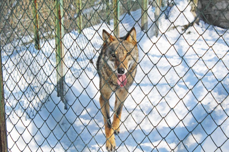Вълкът, който заловиха, след като избяга от хасковския зоопарк, се