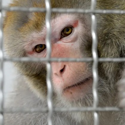 Тестовите маймуни на Нюралинк са били жестоко измъчвани имали са