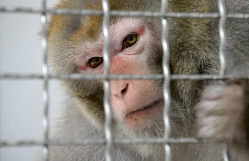 Тестовите маймуни на Нюралинк са били жестоко измъчвани, имали са