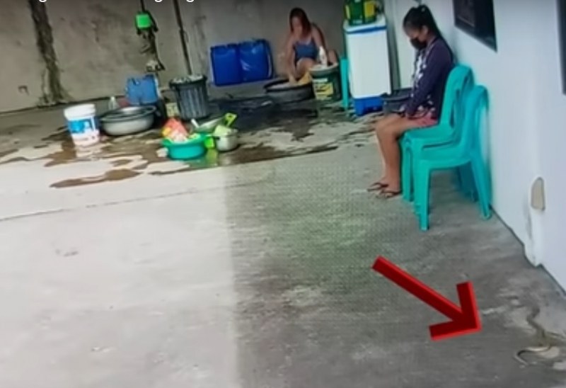 Шок пред кафене във Филипините: Куче спаси бременна от змия ВИДЕО
