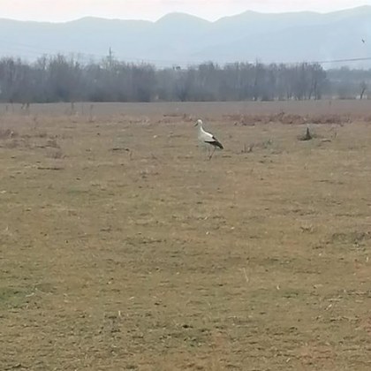 Бял щъркел е заснет в Пловдивско Предвестникът на пролетта е