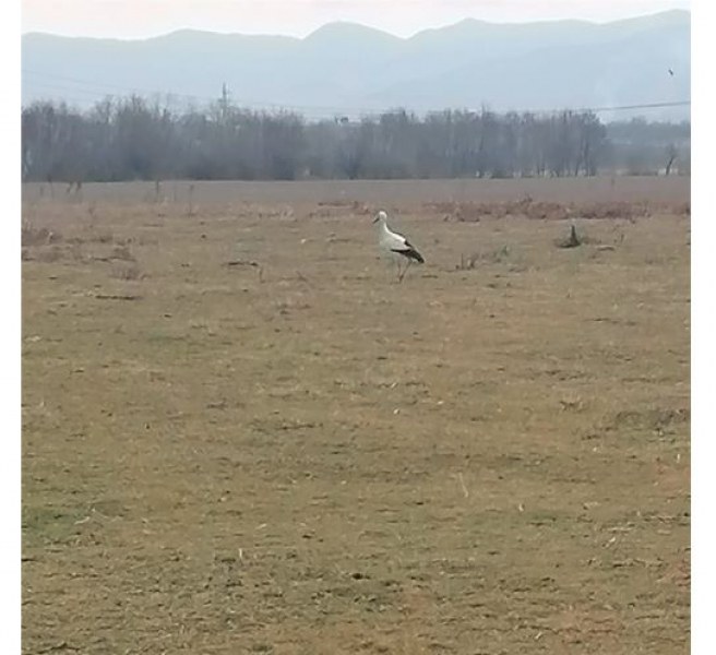 Първи щъркел долетя в Пловдивско!