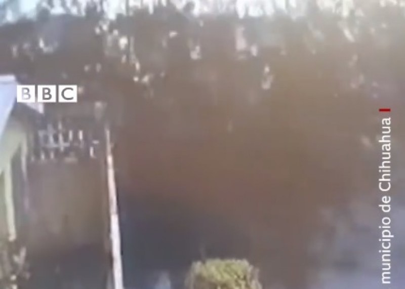 Зрелищно, но и зловещо: Ято птици падат от небето в Мексико ВИДЕО